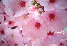 Sakura - The Cherry Blossom Festival